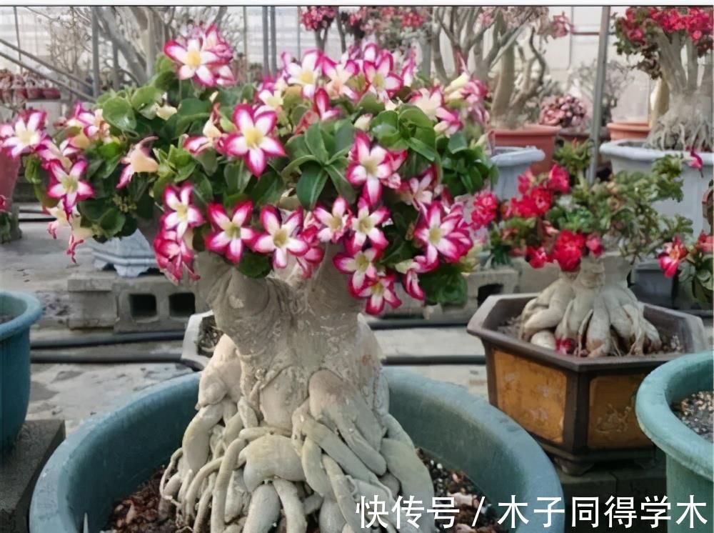 懒人花|4种懒人花,丢外面10个月不管它,反而枝繁叶茂开满枝