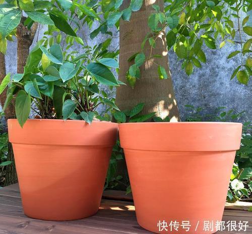 新手|6种常见的养花盆,最后一种养花长不好,新手慎用!