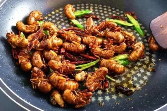 知了|夏天吃知了猴,记住“3种能吃2种不吃”,吃对才健康,不懂快看看