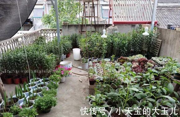 记录一下我养过的花,1000多盆都有啥