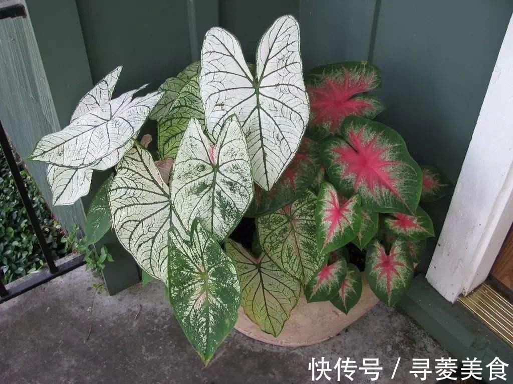 栽种|适合放在客厅的6种大型盆栽,好看健康,大大的叶子充满生机