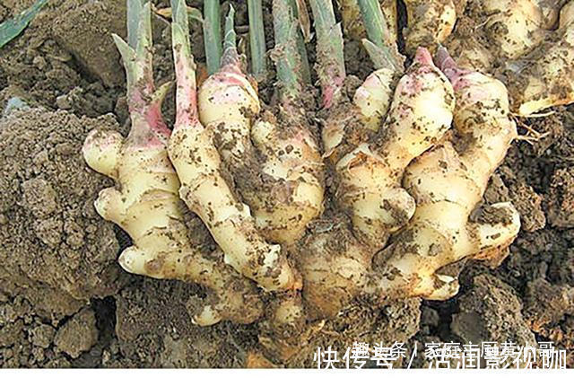 生姜当盆栽,3个月变成10盆,摘一茬吃一茬,不花一分钱,太值了