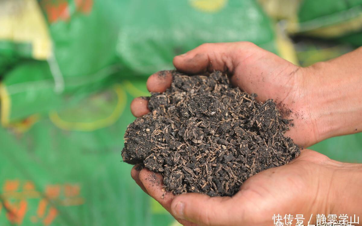 养花换土很麻烦,丢下这种“万能肥”,旧土立刻变新土