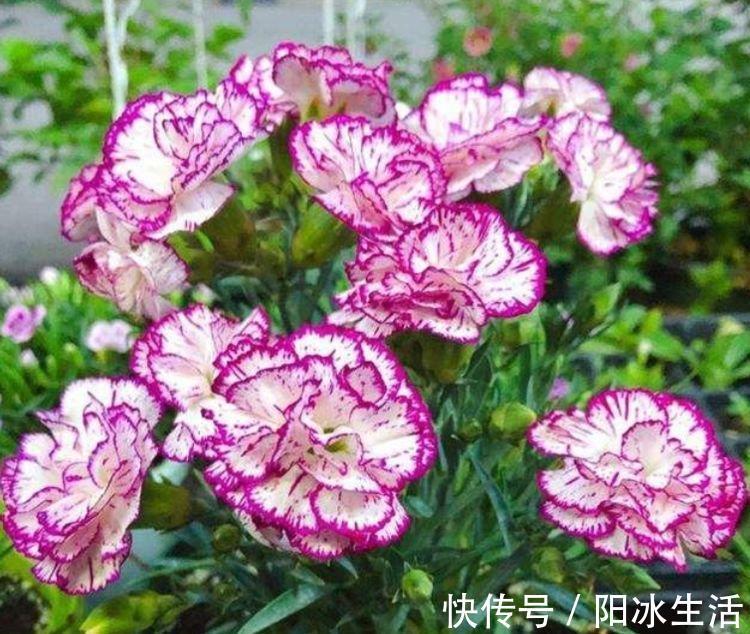 人养花，花也养人，4种花最适合养家里，好养不占地，烂漫迷人！