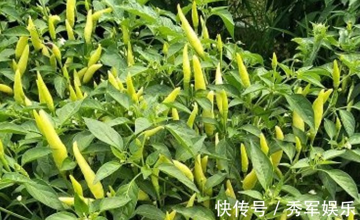 脾胃虚寒|田间地头的4种野菜，清热解毒、治愈虚寒，味道还很好！