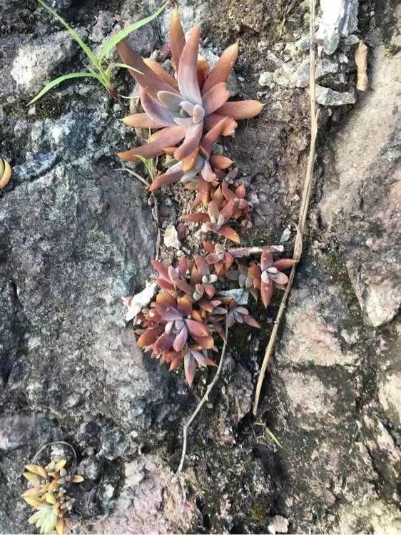 老房子|屋顶上的野草,人称“房神”,别再拔了,是福气!