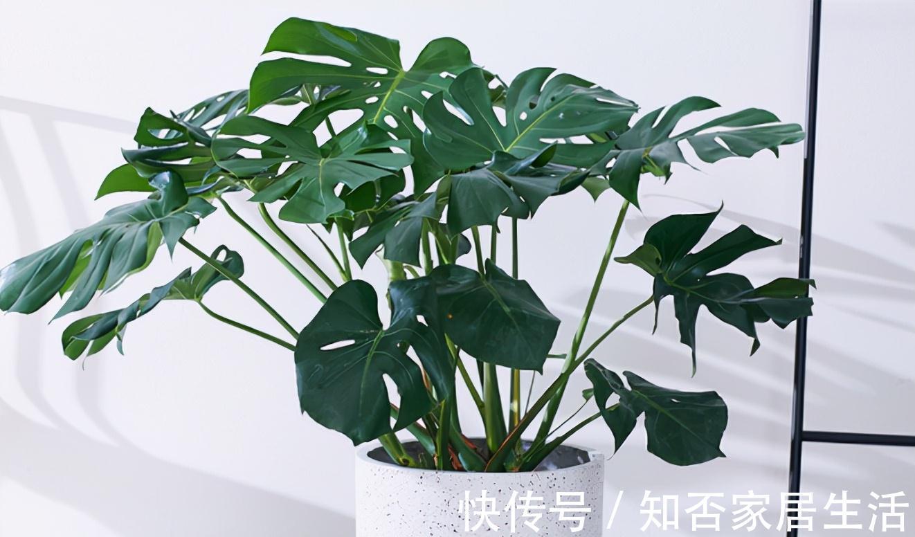 大盆|秋天给龟背竹换个大盆,注意3个重点,缓苗快,不黄叶不烂根