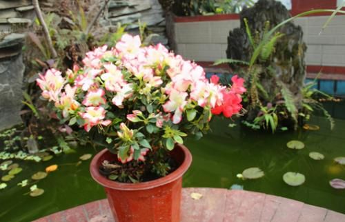 新人花友：养花怎么选土，预防土壤板结？加它们！