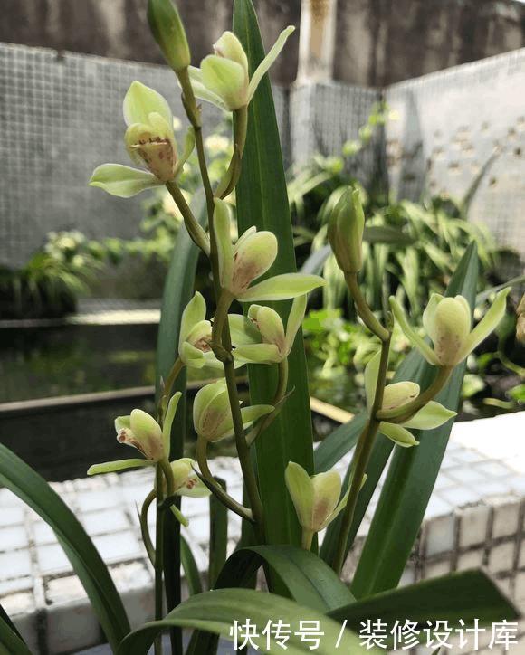 养5年兰花都不开花,加了1料,花开停不住