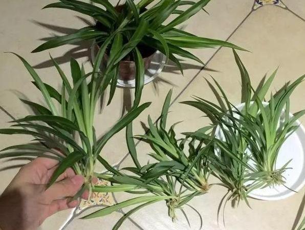 如何让花草长得旺、不生虫3种''粉末''掺到土里,可早做预防