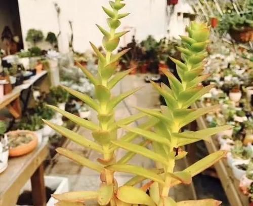 叶子|多肉出现徒长了?揪掉叶子,能变成老桩吗?这个想法“大错”