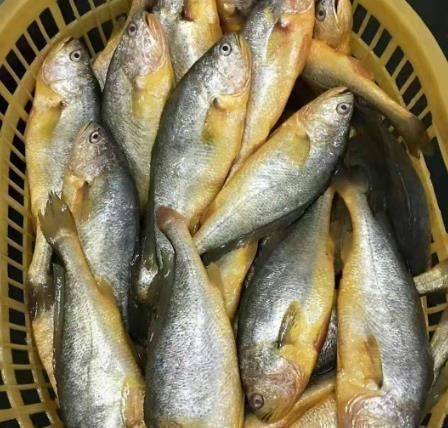 入秋后，遇到这鱼千万别错过，几块钱炖一锅，大人小孩都爱吃