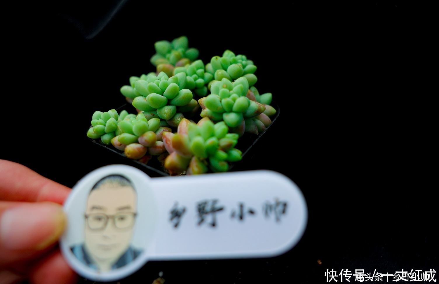 夏天不知道怎么给多肉浇水?听小帅告诉你,夏天可以这样浇水