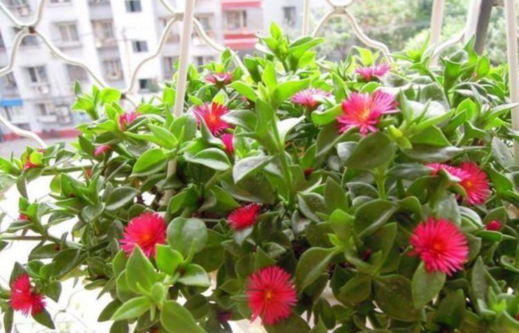 几种植物园适合养在阳台,轻松开出花海,浇点水就爆长