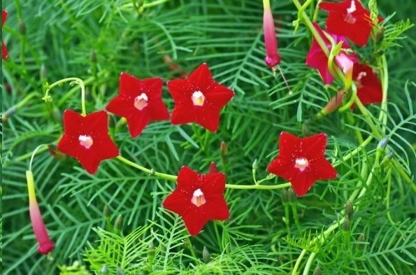 风信子|这18种超级好养的植物,养花新手也能养的很好!