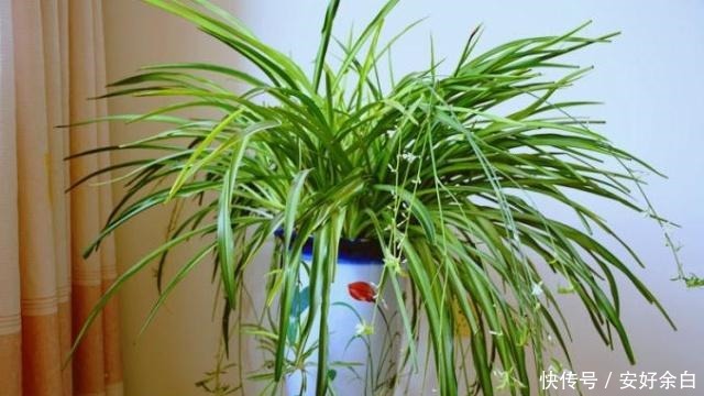 客厅卧室甲醛多养2种“花”,甲醛降低2倍多,越来越多人在养!