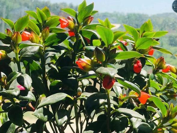 阳台杂乱无章又狭窄，不如盆栽这些花卉植物，美得如同花海仙境