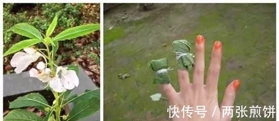栽种|俗称“指甲花”，能染指甲能防蛇，却是“蛇蝎美人”，栽种要小心