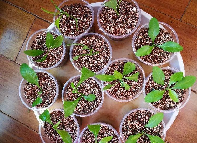 分享2个冬天扦插的小方法,10种花现在扦插正当时,生根快又壮