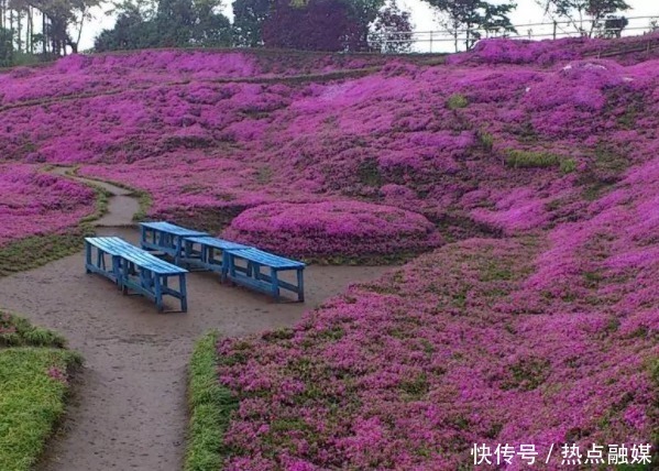 英国男子不爱出门，却酷爱养植物，花费5.4万人民币打造室内丛林