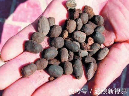 花生壳|君子兰吃点“小颗粒”，长速就像“大白菜”，1年冒5对“油绿叶