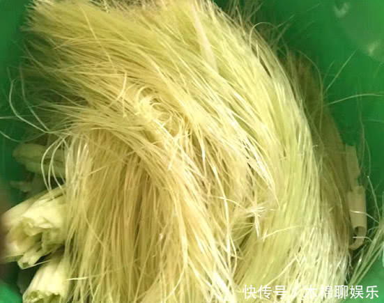 它是“减脂菜”,一分钱不要,瘦出小蛮腰,而且刮油抗皱又淡斑