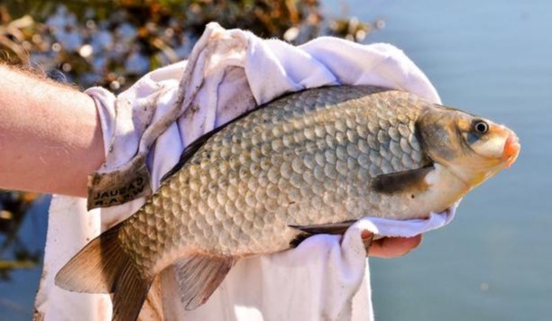 应对静海花园钓鱼比赛，教你野钓用饵硬技巧，让你更容易钓大鱼