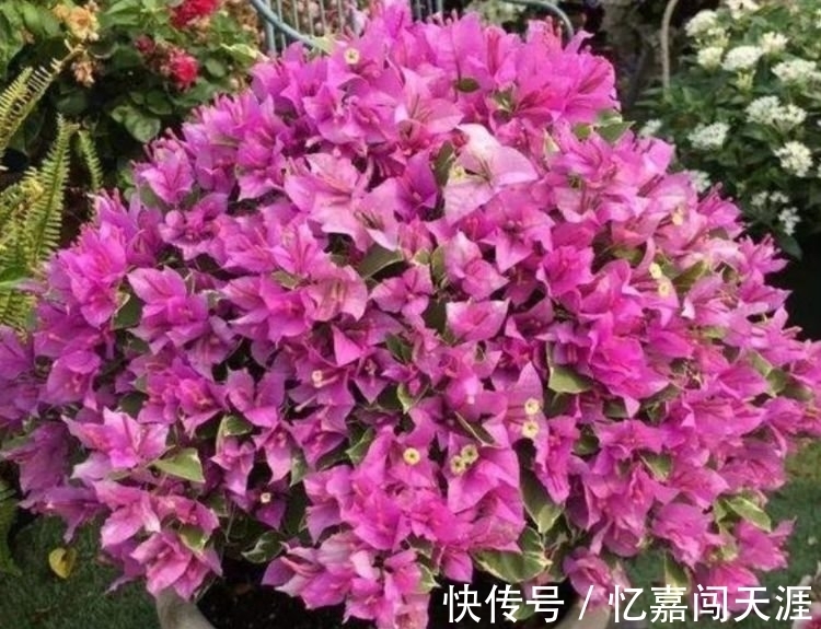 修剪|4种花漂亮又好养,四季花开不断,半月浇水一次,花开压弯枝头