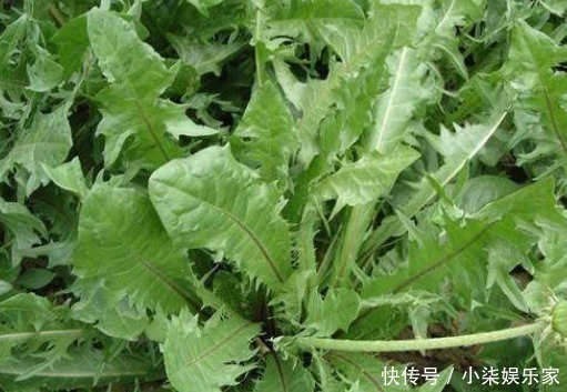 养肝|养肝就是养命,3种野菜女人可常吃,肝脏干净了,更显年轻!