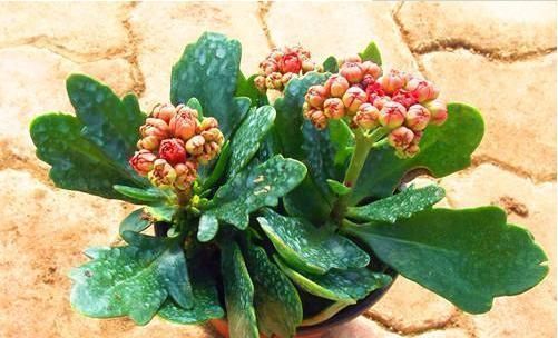 油绿|长寿花不开花,还容易黄叶,老花农教你4招,叶片油绿,花比叶多