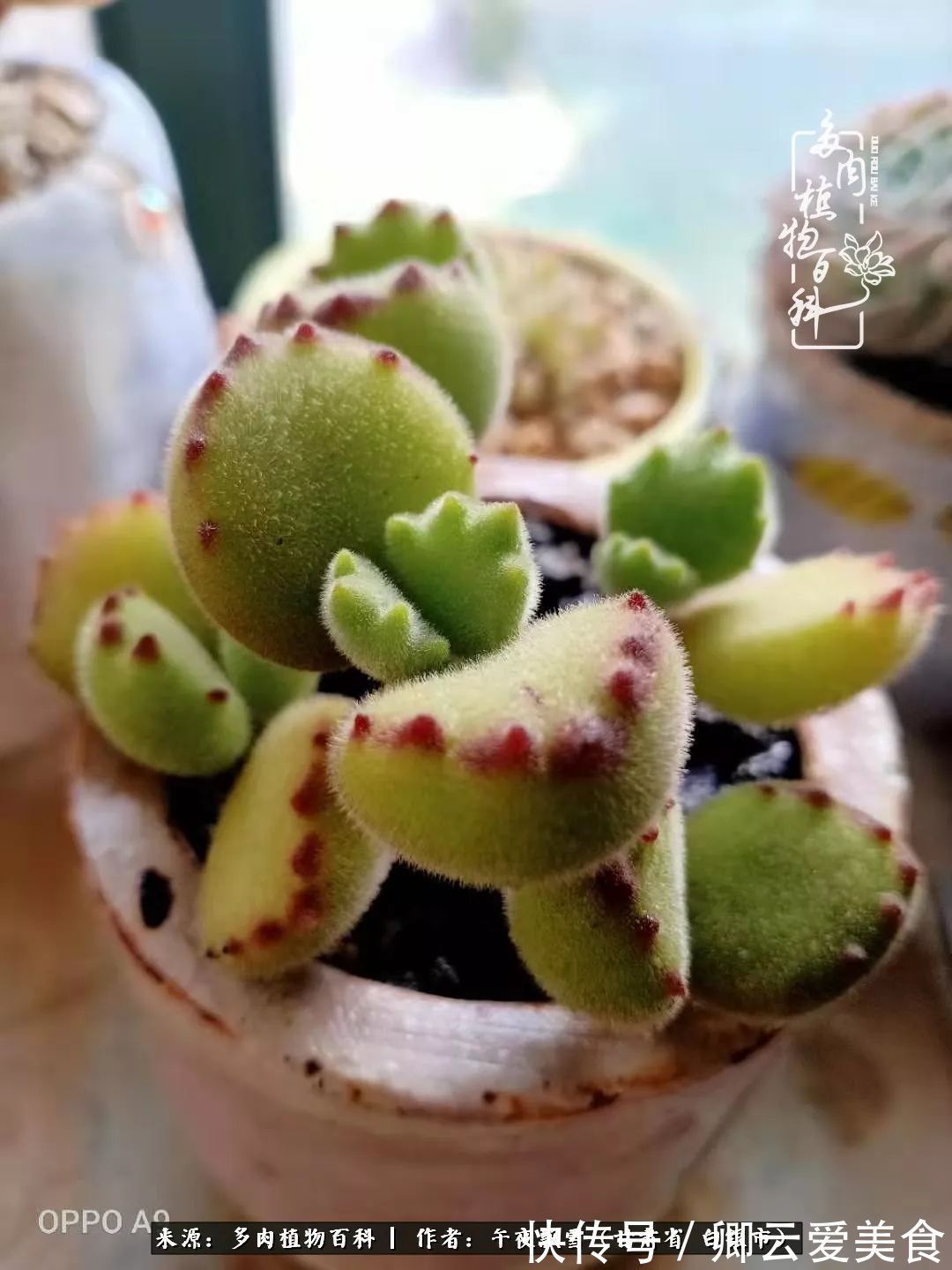 久在晴冬等雪来——北方阳台党的多肉成长历程！