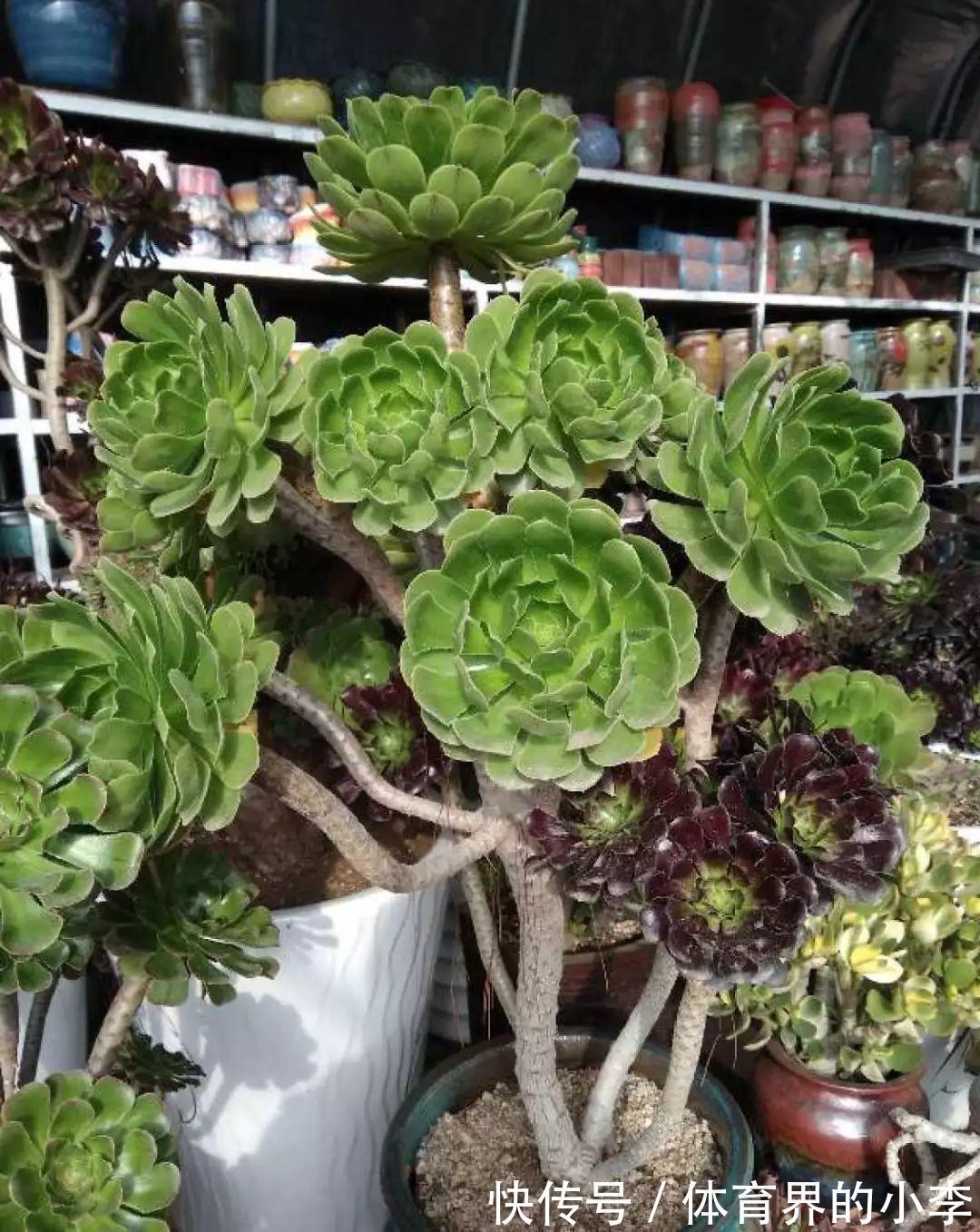 几块钱的小苗,邻居1年养成老桩,给1000块都不卖