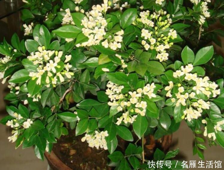 茉莉花扔了吧此花一年开180天,四季飘香,说啥都要养一盆