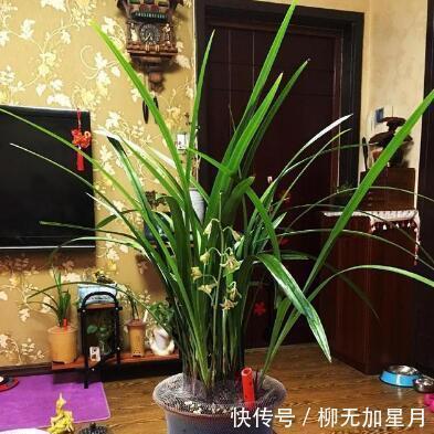 斑点|春天买兰花,学会“看3处”,服盆快、新芽多,当年就开花