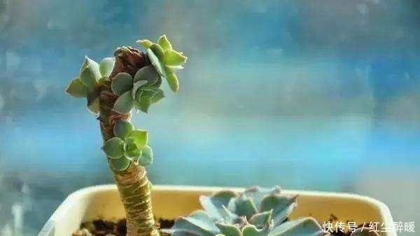 多肉植物砍头后不知道怎么种?其实很简单一学就会