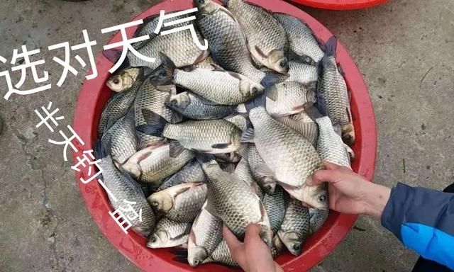 惊蛰过后、遇到这几种天气，请假也要去钓鱼，大鲫鱼排队咬钩