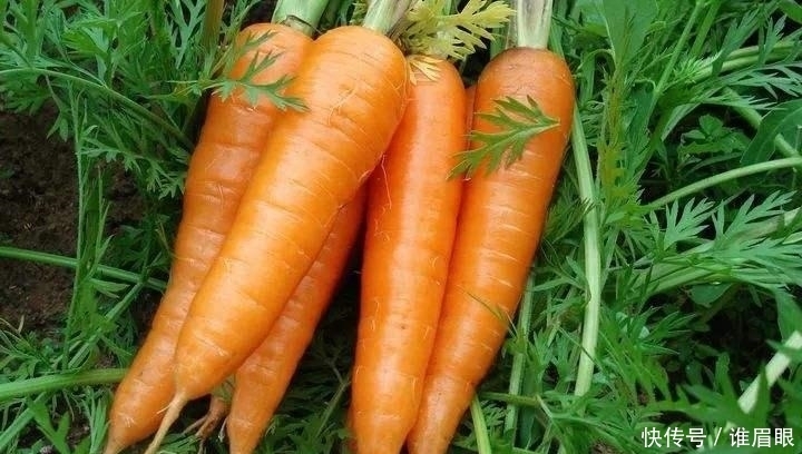 胡萝卜|战士突发奇想,用一种毫不起眼之物,解决了抗美援朝一大难题!