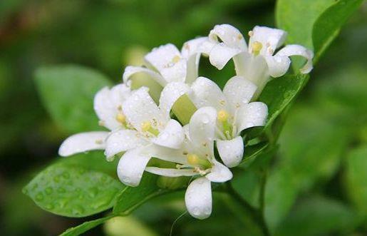 几款花卉超美的,风吹开花旺,颜色鲜艳夺目,繁花似锦