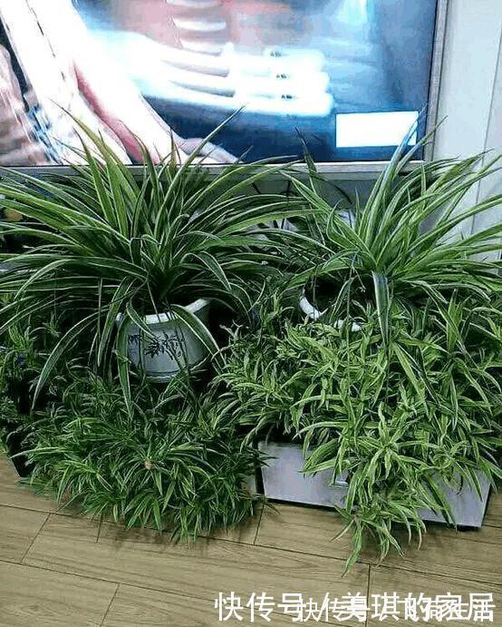 吊兰|这种植物有水就能活，用1招，分分钟爆盆