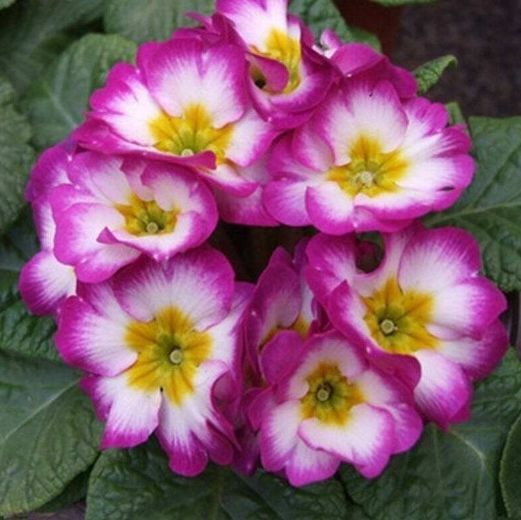 几种花是花中劳模，一年四季开花不断，花期长花量大，花友都喜欢