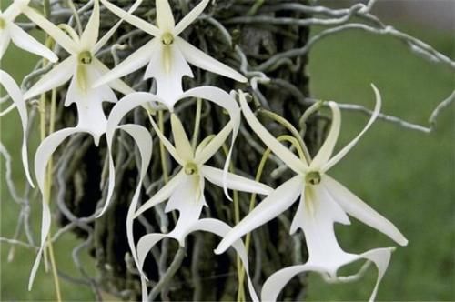 喜马拉雅山发现的价值1500万的兰花？这兰花凭什么这么贵？