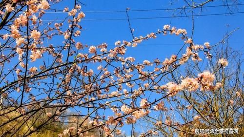 来金寨，与你一起去看望春花海！