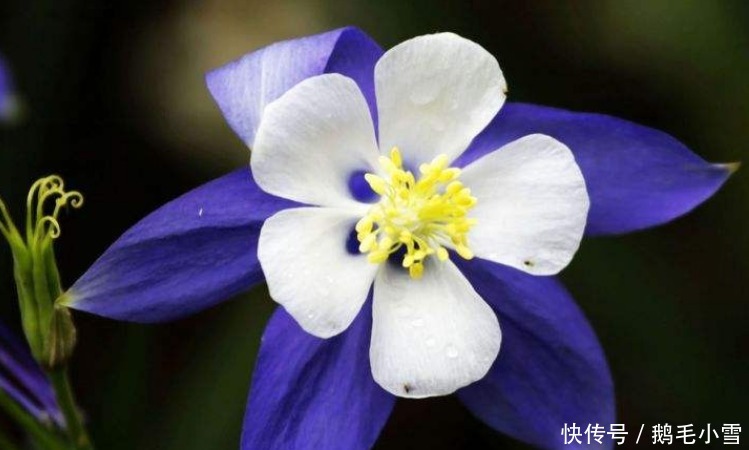 此花娇小玲珑,盛开时像一只停靠在枝头的小鸟,让人为之叫绝