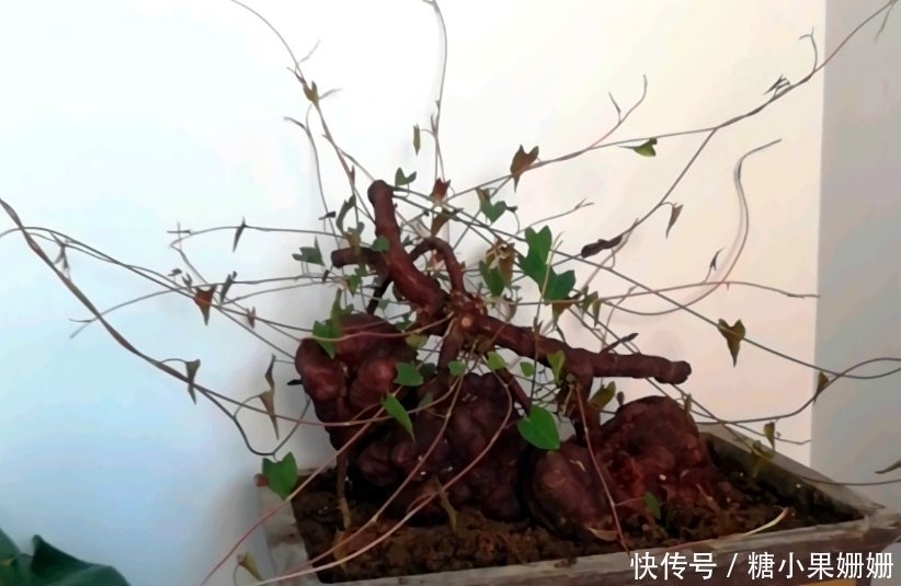 它是“四大仙草”之一,与人参灵芝齐名,农村常见,做盆景很美