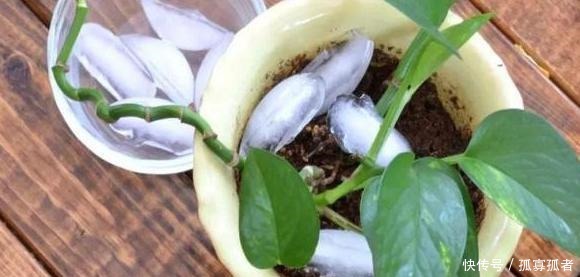 自制肥养花篇将洋葱一处理,就是上好的肥料、生根水、杀虫剂!