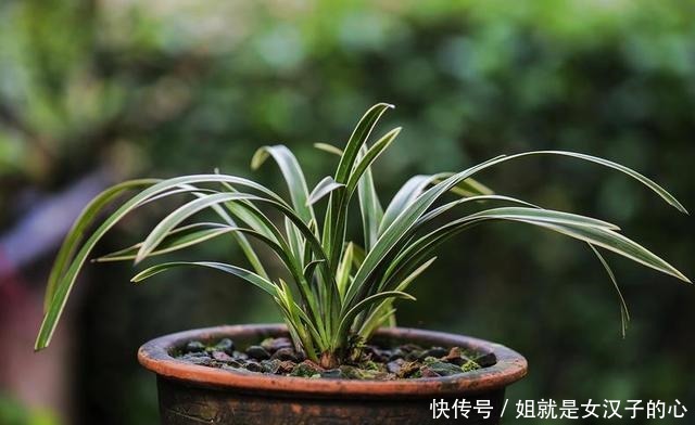 春天兰花发芽,“一灌二喷三埋”,兰花养分足,新芽多,长势爆盆!