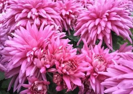 新手养花,不如养盆花中精品“胭脂红”,仙气十足,尤为特别