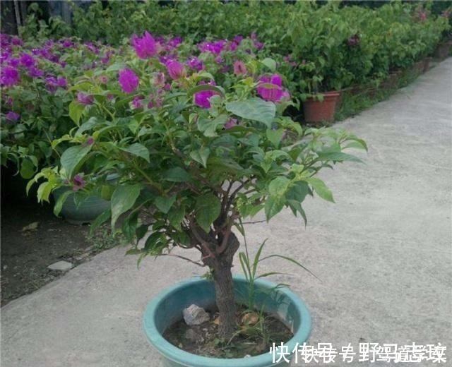 黄豆|什么啤酒、淘米水，在“它”面前弱爆了！用它浇花，浇什么活什么！