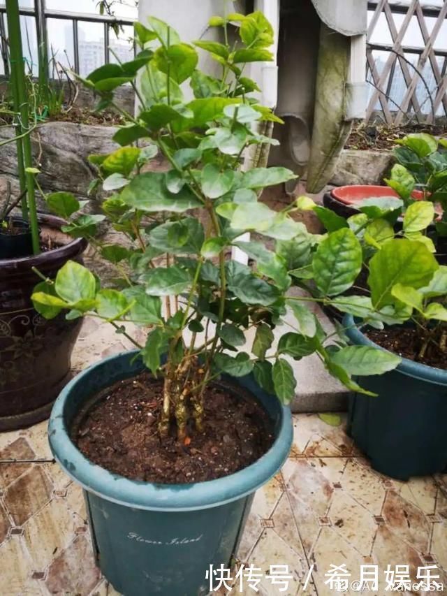 自带香味还能泡水喝的6种花,阳台养一盆,堪比小药箱