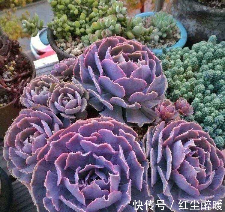 现在这个季节扦插多肉,只要温度合适,反而冬天长更快